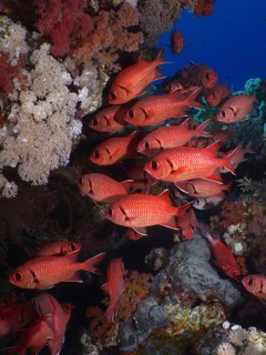 Shoal, group of white fringed soldierfish (Myripristis murdian), Dangerous Reef dive site, St Johns