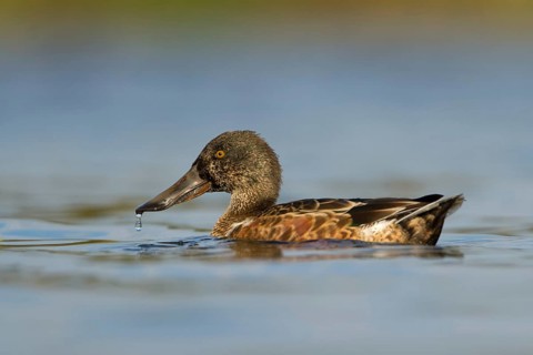 Northern Shoveler (Spatula clypeata) male, Utrecht, Netherlands
