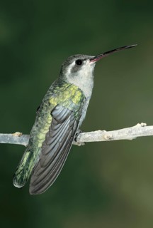 Dusky Hummingbird Cynanthus sordidus Oaxaca City, Oaxaca, Mexico December Adult Female Trochilidae