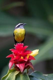 Bananaquit (Coereba flaveola columbiana) perched on Bromelia flower, Bogota, Columbia
