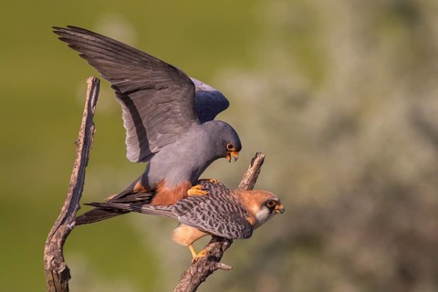 Red-footed Falcon (Falco vespertinus) pair mating, Subotica, Serbia
