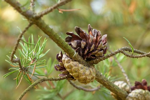 Banks' pine (Pinus banksiana), Tharandt Forest Park, Tharandt, Saxony, Germany