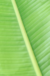 Ornamental banana or Abyssinian banana (Ensete ventricosum), leaf detail, ornamental plant, North