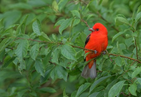 Scarlet Tanager (Piranga olivacea) male perched on a branch, Texas, USA