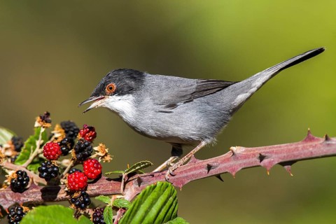 Sardinian Warbler (Sylvia melanocephala) male feeding on blackberries, Castile-La Mancha, Spain