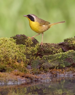 Common Yellowthroat (Geothlypis trichas) male at waterhole, Texas, USA
