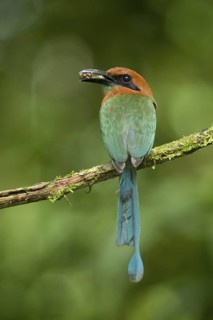 Broad-billed Motmot (Electron platyrhynchum), Costa Rica