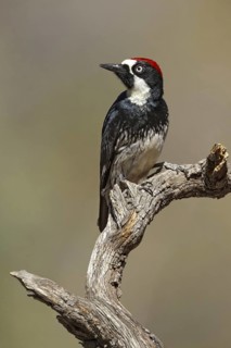 Acorn Woodpecker (Melanerpes formicivorus), Arizona, USA