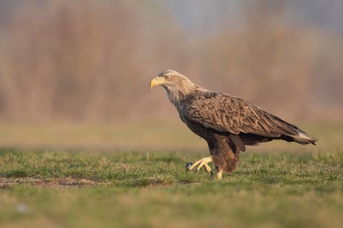 White-tailed Eagle (Haliaeetus albicilla) walking, Subotica, Hungary