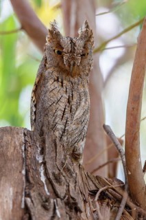 Eurasian Scops Owl (Otus scops), Lesvos, Greece