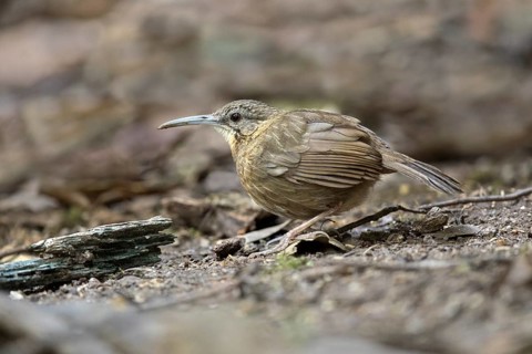 Short-tailed Scimitar Babbler (Jabouilleia danjoui), Bidoup National Park, Vietnam