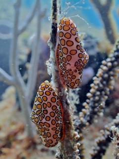 Two specimens of flamingo tongue snail (Cyphoma gibbosum) feeding on a shrub coral, coral bare.