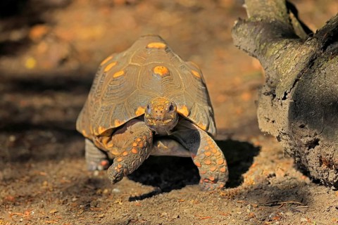 Coal turtle (Geochelone carbonaria), adult, foraging, running, South America