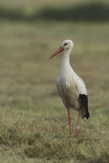 White Stork (Ciconia ciconia), Germany