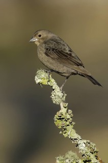 Brown-headed Cowbird (Molothrus ater), Texas, USA