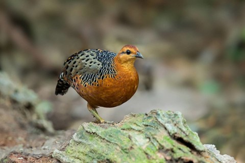Ferruginous Partridge (Caloperdix oculeus oculeus) male perched on the ground, Pahang, Malaysia