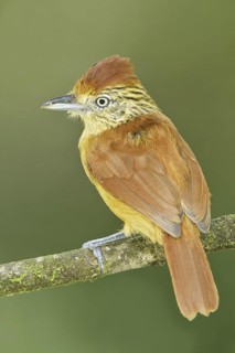 Barred Antshrike (Thamnophilus doliatus) female, Trinidad and Tobago