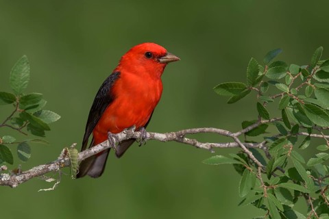 Scarlet Tanager (Piranga olivacea) male perched on a branch, Texas, USA