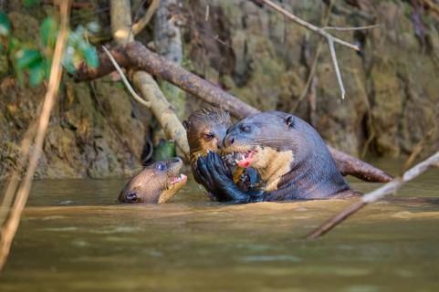Two otters in the water looking at each other, third one swimming, giant otter (Pteronura