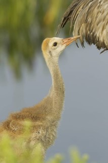 Sandhill Crane (Antigone canadensis) juvenile, Florida, USA