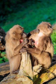 Two female Gelada (Theropithecus gelada), or bleeding-heart monkey sit with a baby between them in