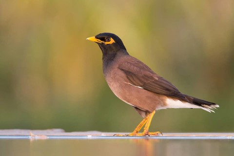 Common Myna - Hirtenmaina - Acridotheres tristis, Oman