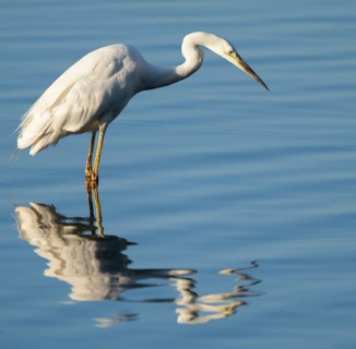 Great White Egret (Ardea alba) foraging in the shallow water zone of a lake, blue water, Lower