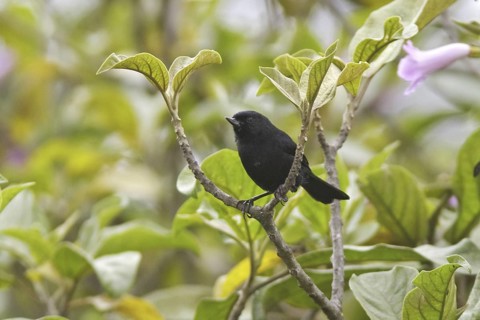 Black Flowerpiercer (Diglossa humeralis), Ecuador