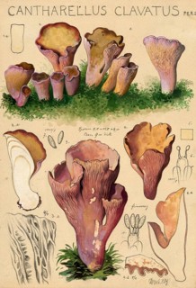 Mushroom, mushroom, pig's ear or purple leisling, Cantharellus clavatus, authentic reproduction of
