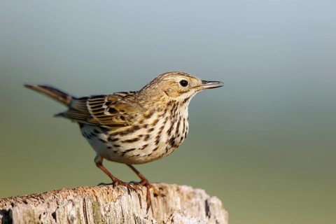 Meadow Pipit (Anthus pratensis) perched on pale, North Rhine-Westphalia, Germany