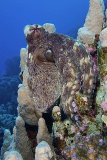 Big blue octopus (Octopus cyaneus Octopus cyanea)