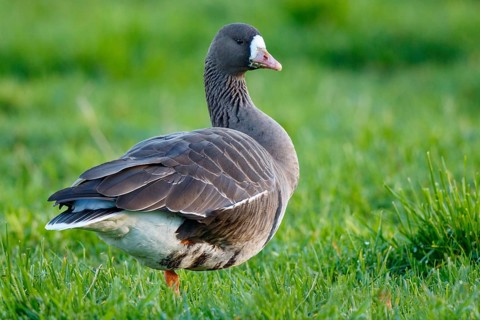 Greater White-fronted Goose (Anser albifrons), North Rhine-Westphalia, Germany