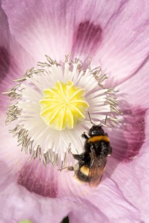 Buff tailed bumblebee (Bombus terrestris) adult bee feeding on a poppy flower in an urban garden in