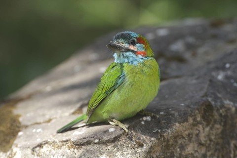 Blue-eared Barbet (Psilopogon duvaucelii cyanotis), Phitsalunok, Thailand
