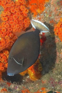 White-edged triggerfish (Sufflamen chrysopterum)