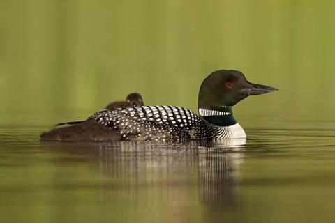 Great Northern Loon (Gavia immer) with chick, British Columbia, Canada