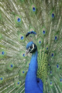 Blauer Pfau (Pavo cristatus) Maennchen, Balz, radschlagend, Portrait, Mai, captive