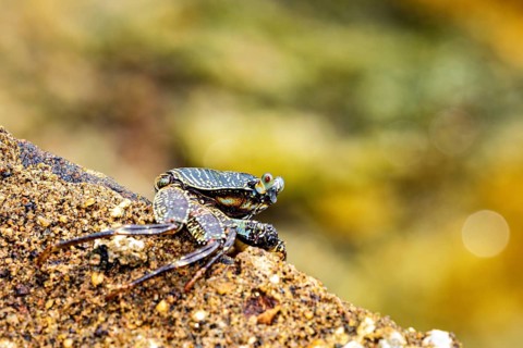 A crab sits on a sandy substrate with a blurred, warm background, The Grapsus albolineatus (Grapsus