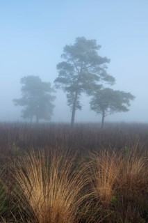 Pine (Pinaceae) in the moor with fog, nature reserve, Vernner Moor, Neuenkirchen-Vörden, Lower