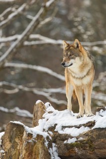 An adult female grey wolf (Canis lupus lupus) stands on the snow-covered fallen tree at the edge of