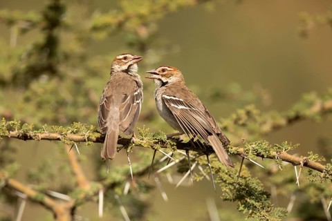 Chestnut-crowned Sparrow-Weaver (Plocepasser superciliosus) perched on a branch, Melka Ghebdu,