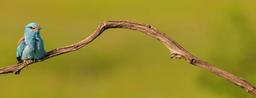 European roller (Coracias garrulus), on perch, Tower Hide, Tiszaalp-r, Kiskuns-gi National Park,