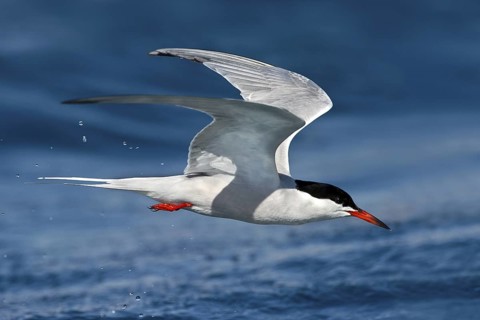 Common Tern (Sterna hirundo) flying, Eilat, Israel