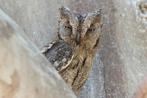 Eurasian Scops Owl (Otus scops), Lesvos, Greece