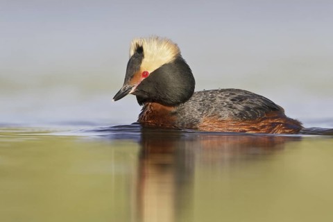 Horned Grebe (Podiceps auritus), Saskatchewan, Canada