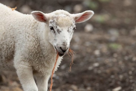 Domestic sheep (Ovis aries) juvenile baby lamb farm animal with a piece of rope in its mouth,