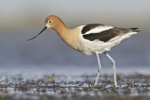 American Avocet (Recurvirostra americana), Alberta, Canada