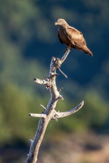 Black Kite (Milvus migrans), Madrid, Spain