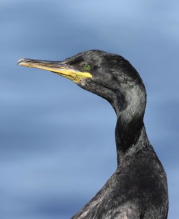 European Shag (Phalacrocorax aristotelis), Norway