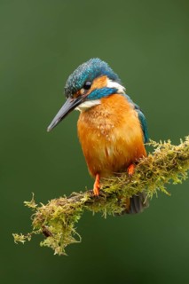 Common kingfisher (Alcedo atthis) adult bird on a moss covered tree branch, England, United Kingdom